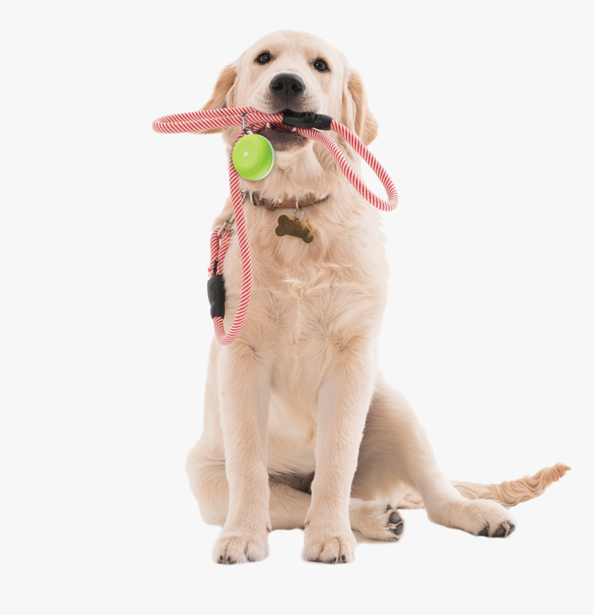 Fit Tunes Active Dog - Dog, HD Png Download