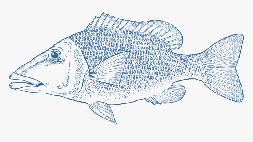 Fish Emperor Png, Transparent Png