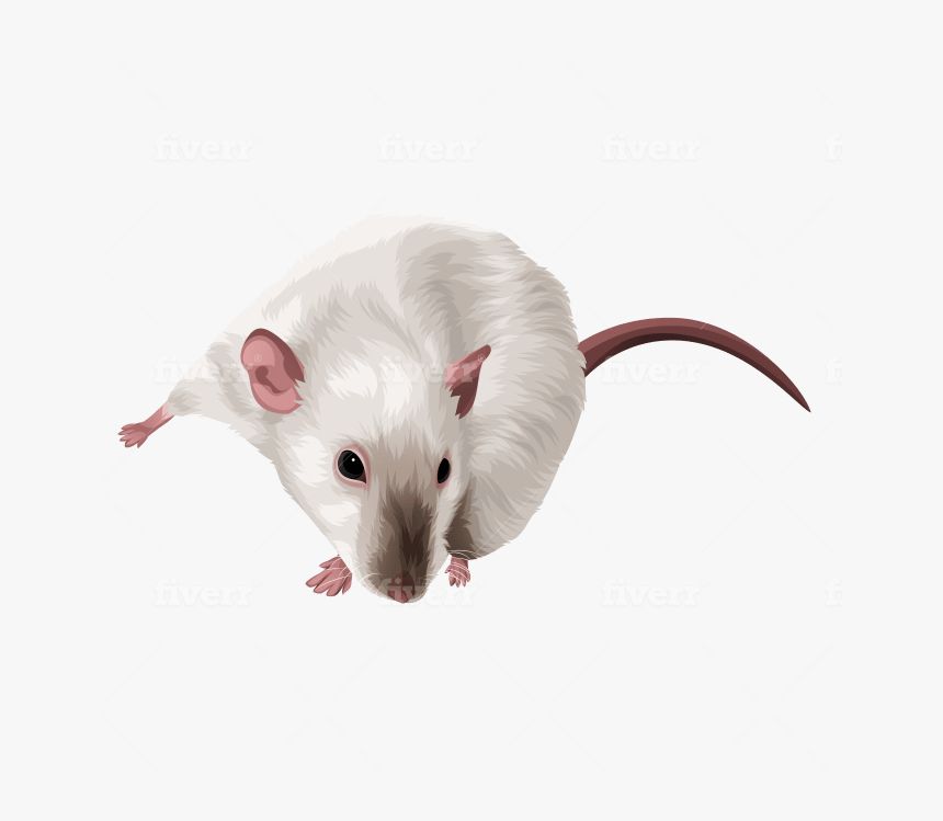 Rat, HD Png Download