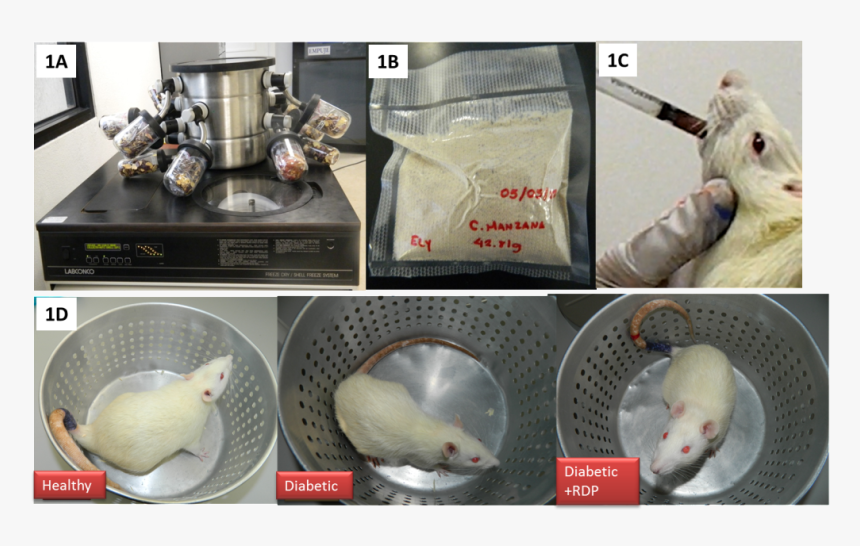 Imagenes - Rat, HD Png Download