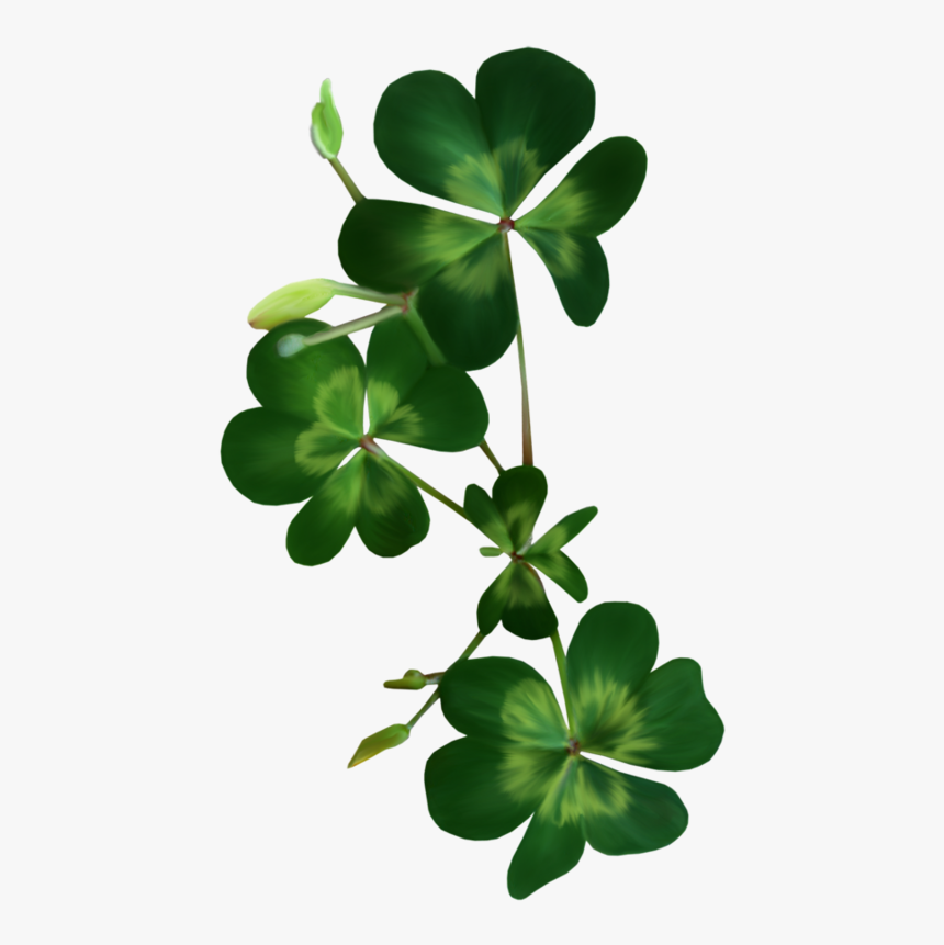 Shamrock Png - Bordure Coin Cadre Photo Avec Fleurs Treffle, Transparent Png