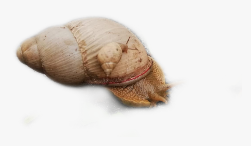 #sticker #caracol #freetoedit - Shell, HD Png Download