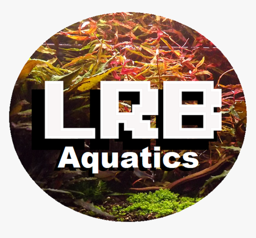 Underwater Plants Png, Transparent Png