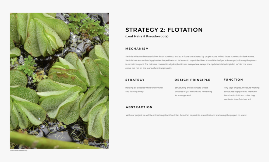 Strategy 2 - Salvinia Molesta, HD Png Download