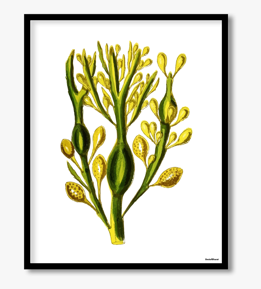 Floral Design, HD Png Download