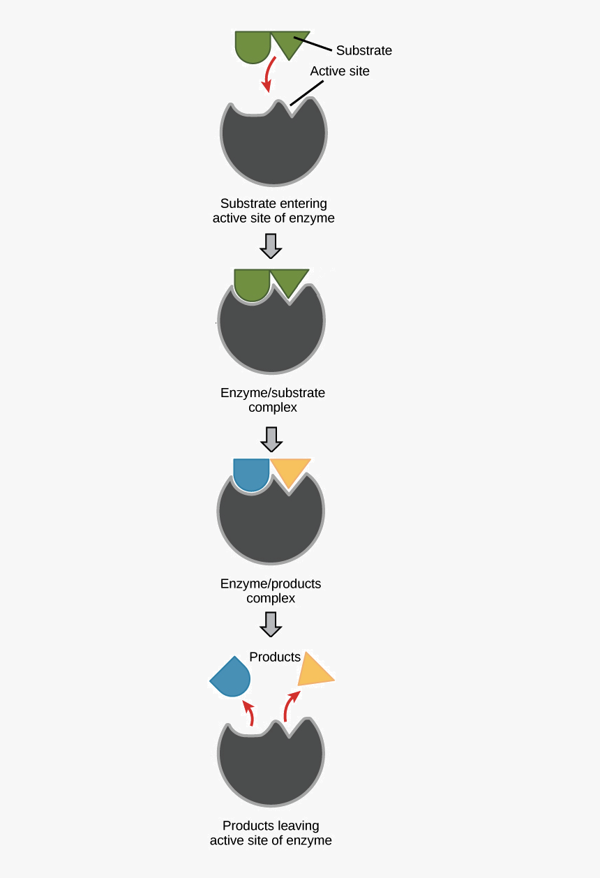 Enzyme Drawing Shape - Poster, HD Png Download