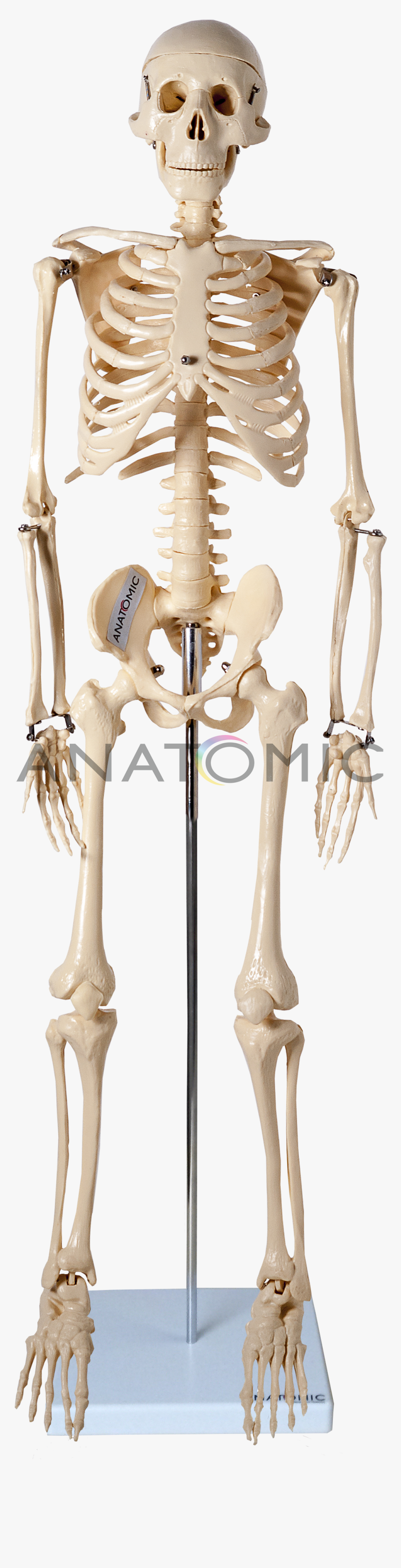 Esqueleto De 85cm Imagens De Esqueleto Humano Hd Png Download Transparent Png Image Pngitem