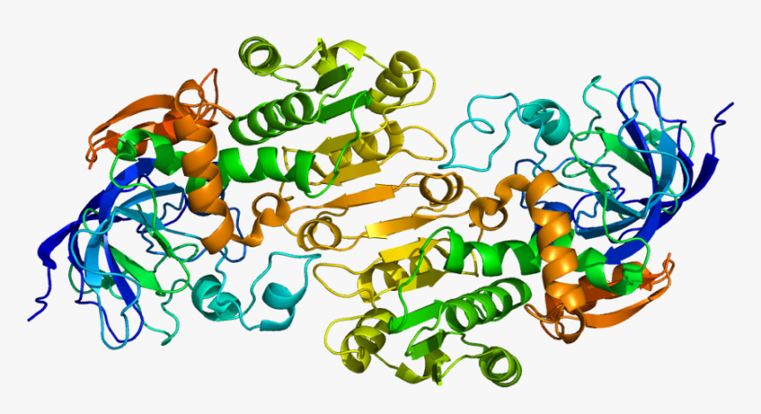 Alcohol Dehydrogenase, HD Png Download
