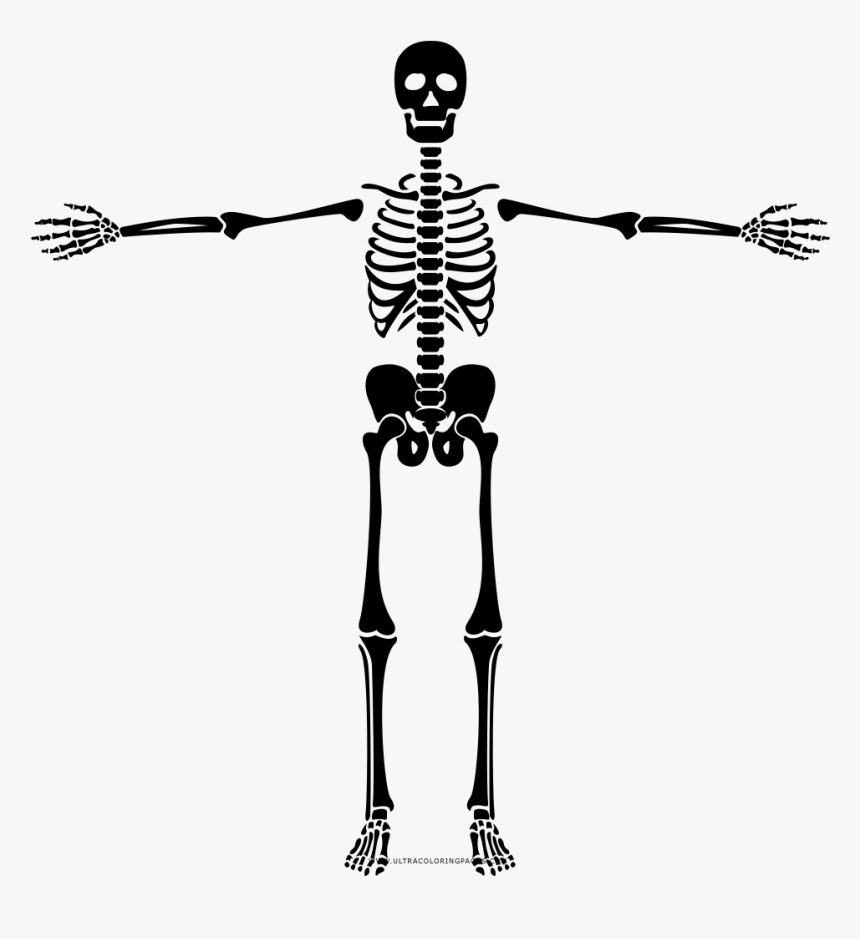 Skeleton Coloring Page - Como Desenhar Um Esqueleto, HD Png Download
