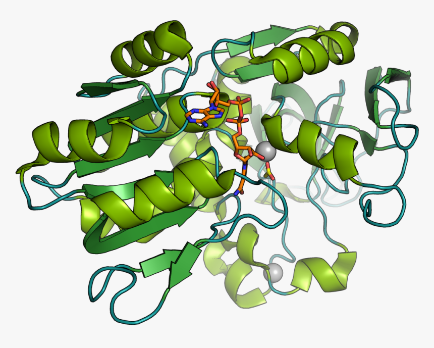 Enzyme Biocatalyst, HD Png Download