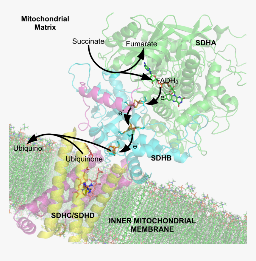 Mitochondrial Plant Complex Ii, HD Png Download
