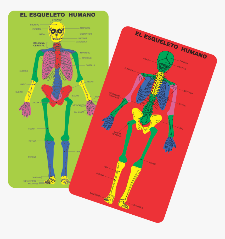 Tacjuedi011 - Esqueleto Humano Con Plastilina, HD Png Download