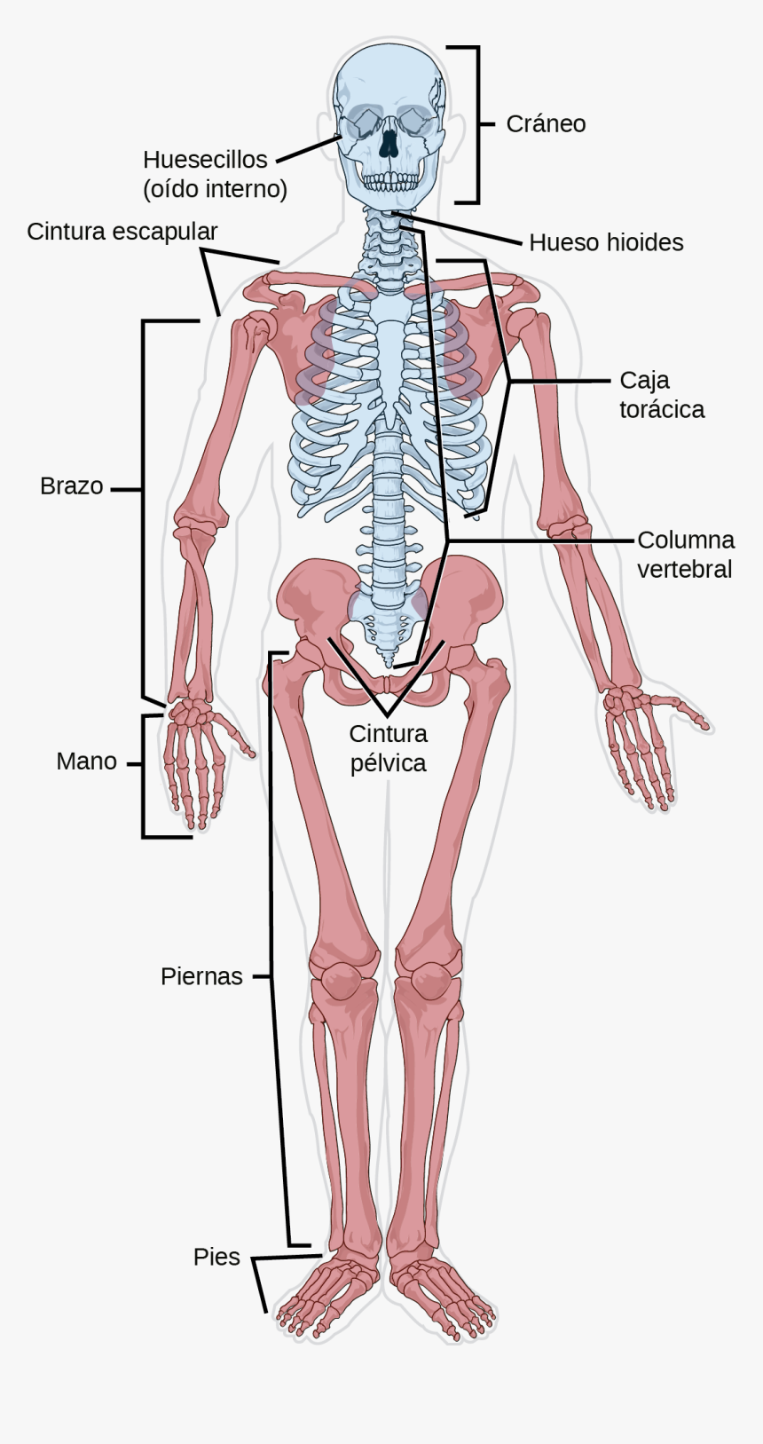 Second Thoracic Vertebrae Axial Or Appendicular, HD Png Download
