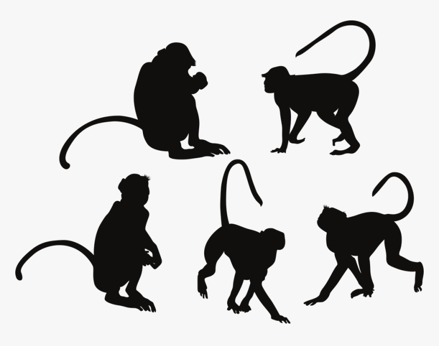 New World Monkey, HD Png Download