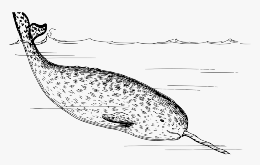 It’s A Tooth - Black And White Narwhal, HD Png Download