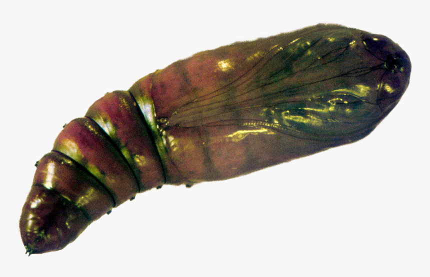 Imperial Moth, HD Png Download