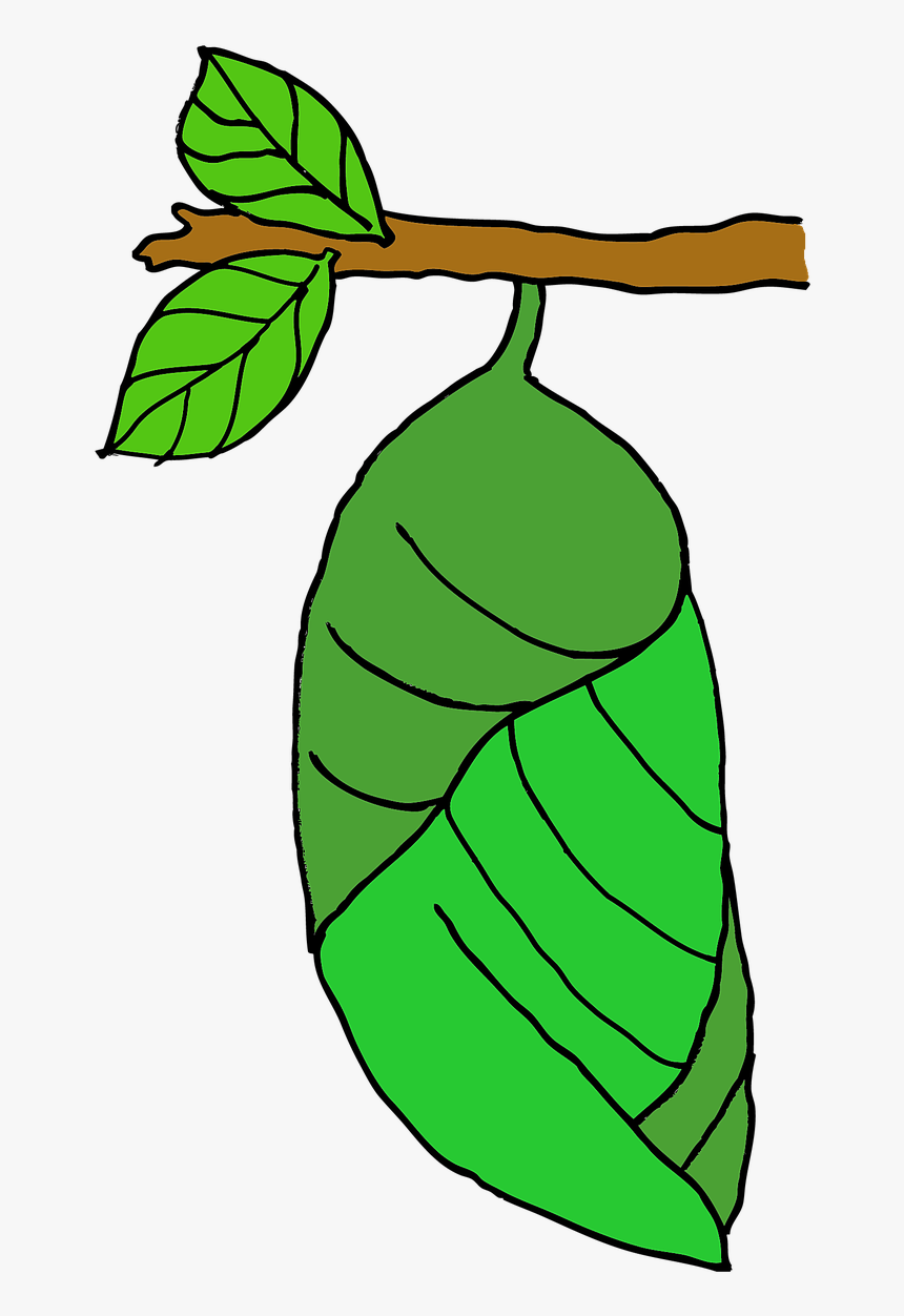 Pupa Butterfly Stage Free Photo - Butterfly Pupa Png, Transparent Png