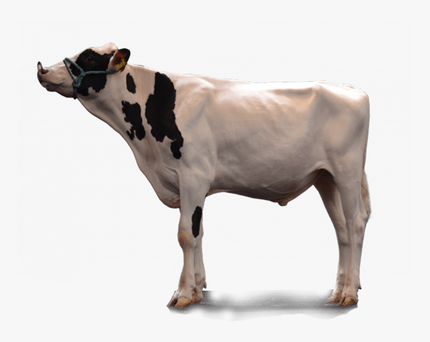 Dairy Cow, HD Png Download