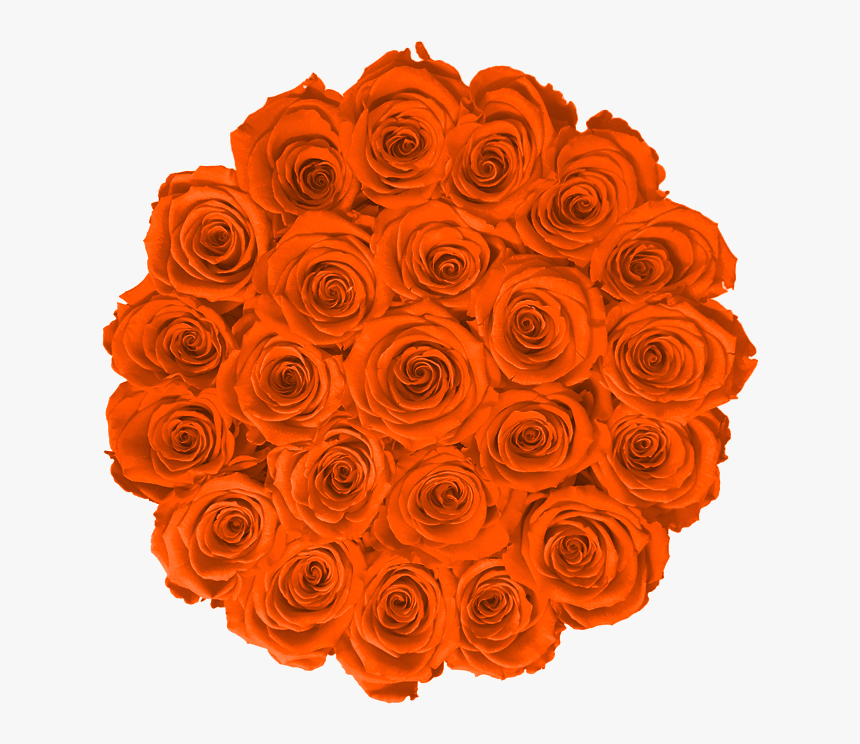 Garden Roses, HD Png Download