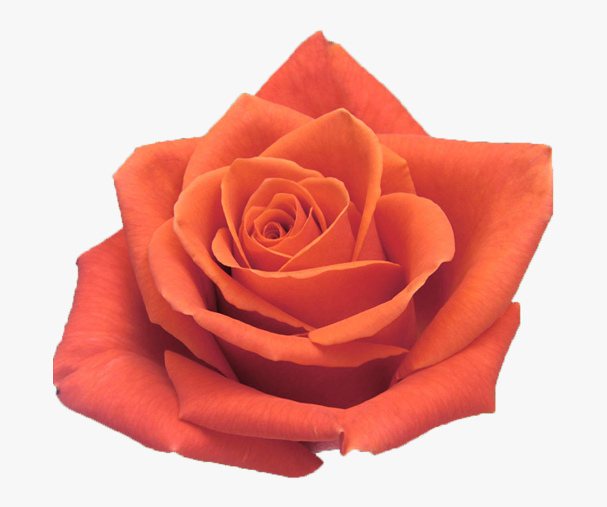 Garden Roses, HD Png Download