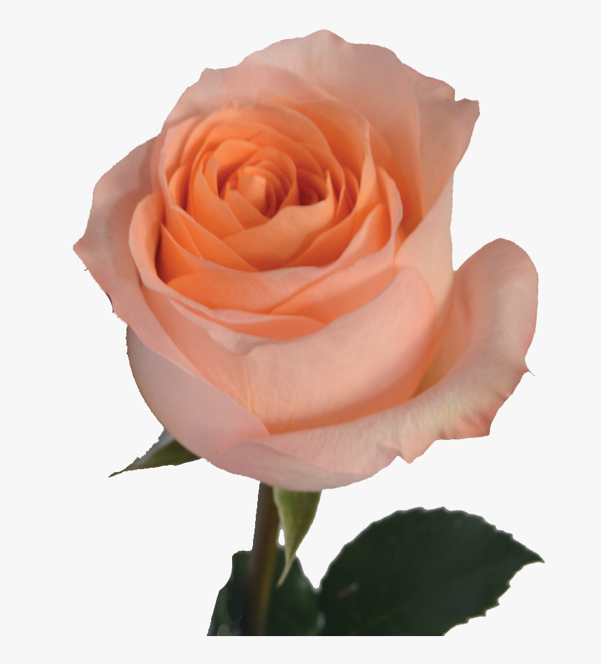 Floribunda, HD Png Download