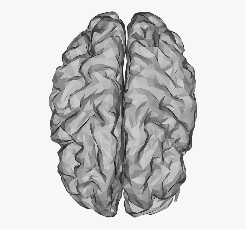 Brain 3d Model Free Low Poly, HD Png Download