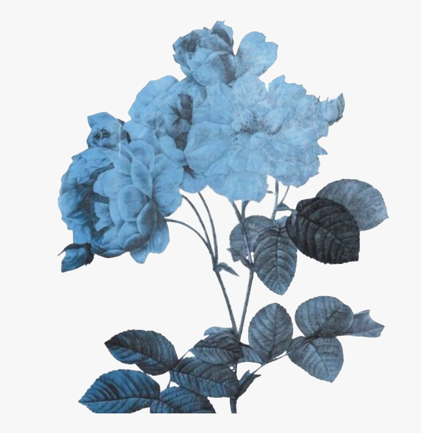 Aesthetic Blue Flower Transparent, HD Png Download
