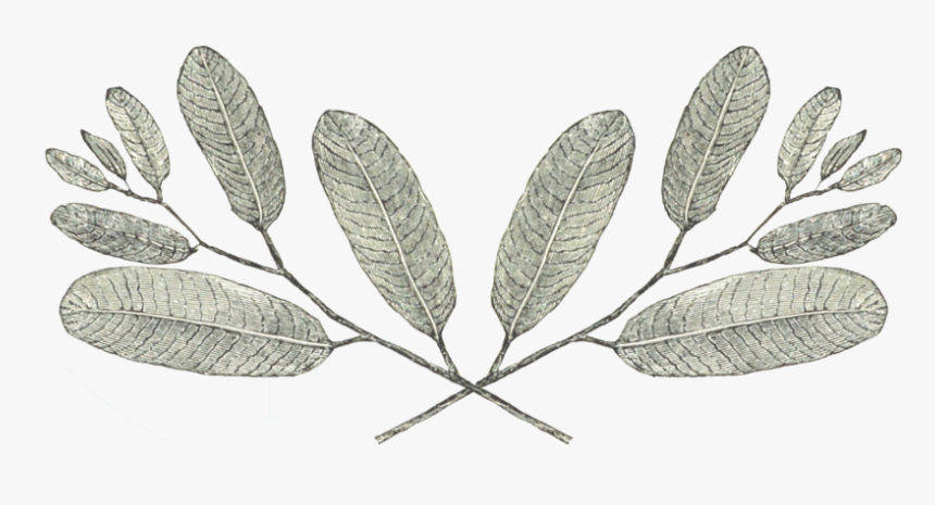 Leaves - Blog, HD Png Download