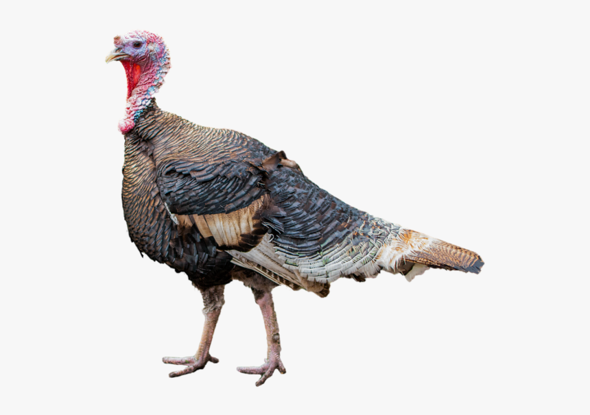 Turkey With Clear Background, HD Png Download