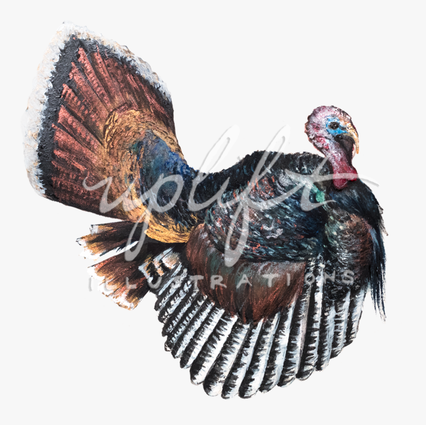 Turkey - Wild Turkey, HD Png Download