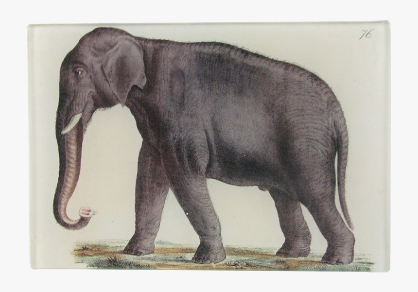 Indian Elephant, HD Png Download