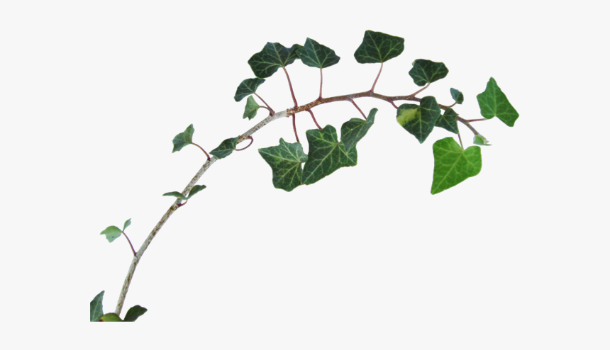 Gif Animation Adobe Photoshop Vector Graphics Image - American Aspen, HD Png Download