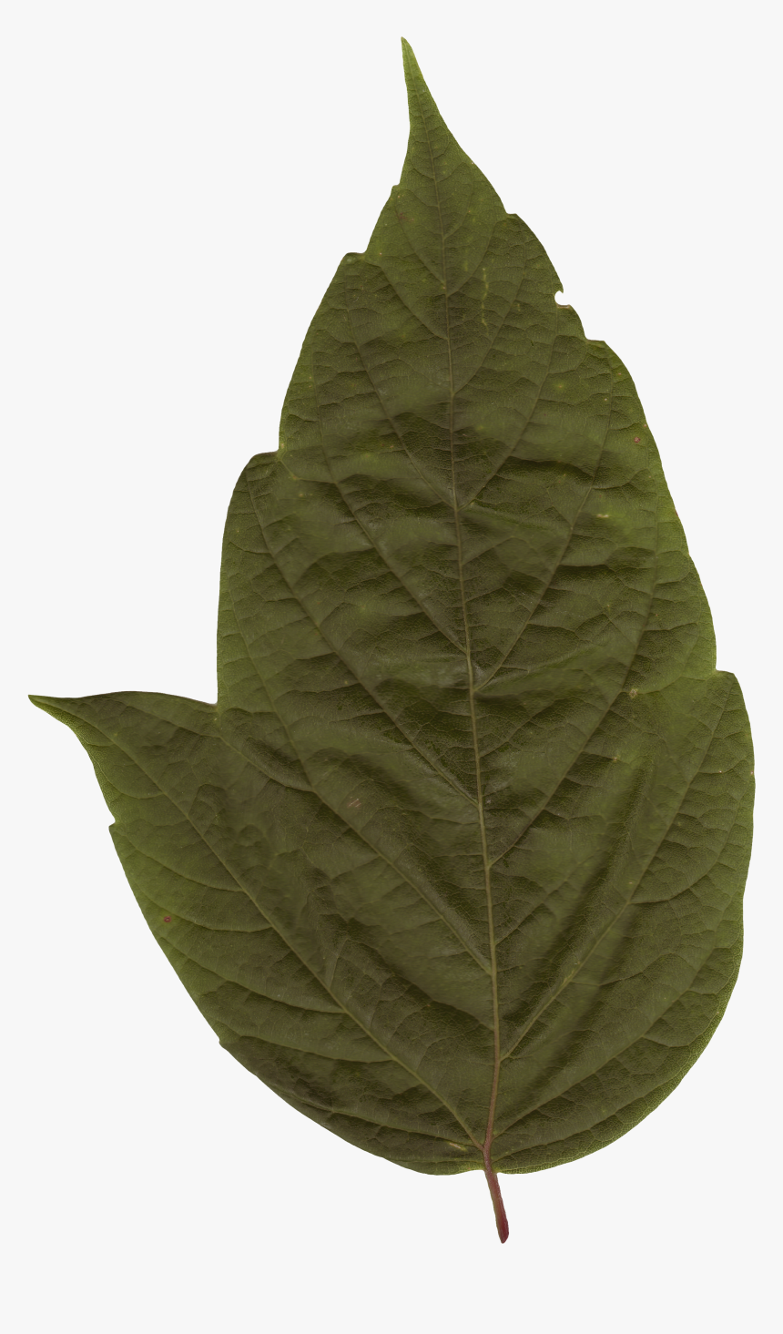 Preview - Maple Leaf, HD Png Download