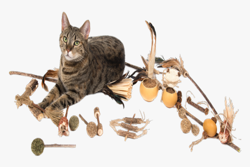 Domestic Short-haired Cat, HD Png Download