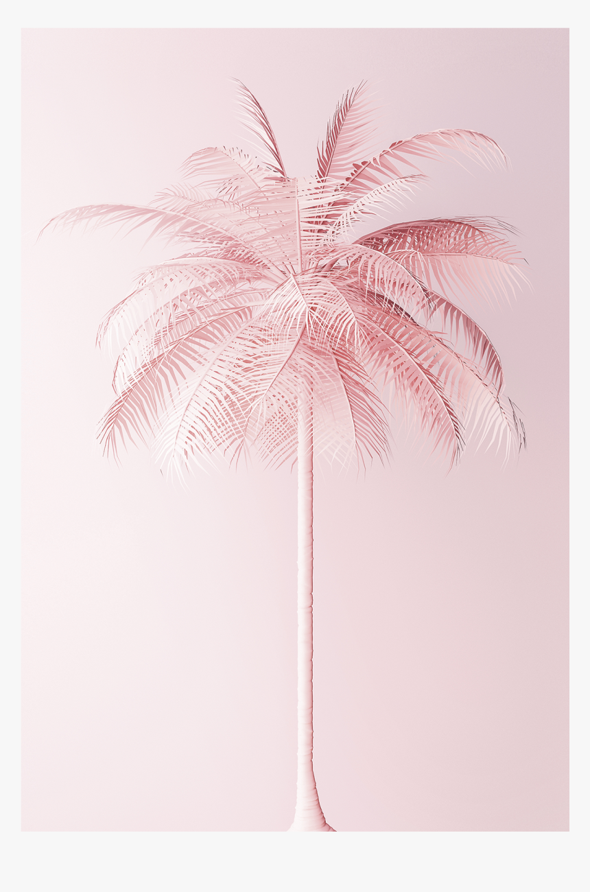 Attalea Speciosa, HD Png Download