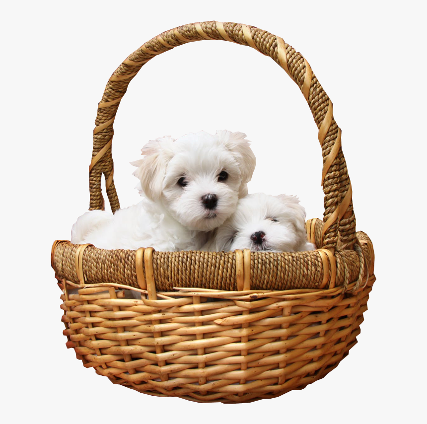 Puppies In Basket Png Transparent Image - Basket Of Puppies No Background, Png Download