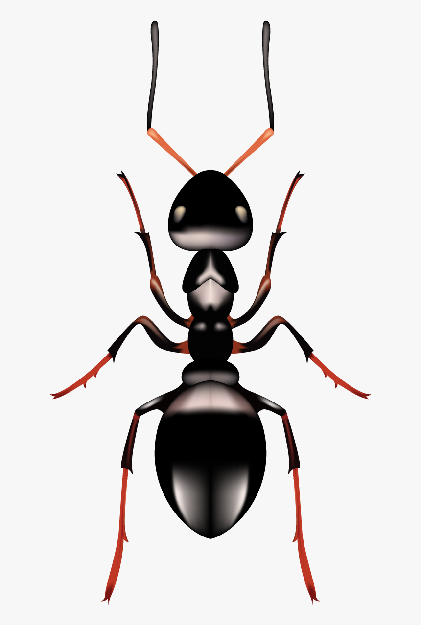 Ant - Carpenter Ant, HD Png Download