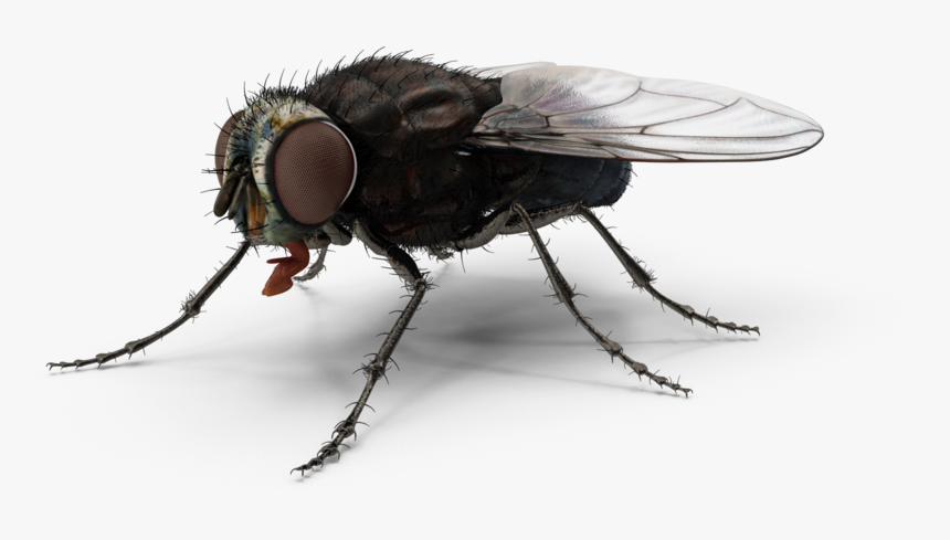 Fly - H03 - 2k - House Fly, HD Png Download