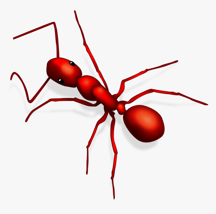 Carpenter Ant, HD Png Download