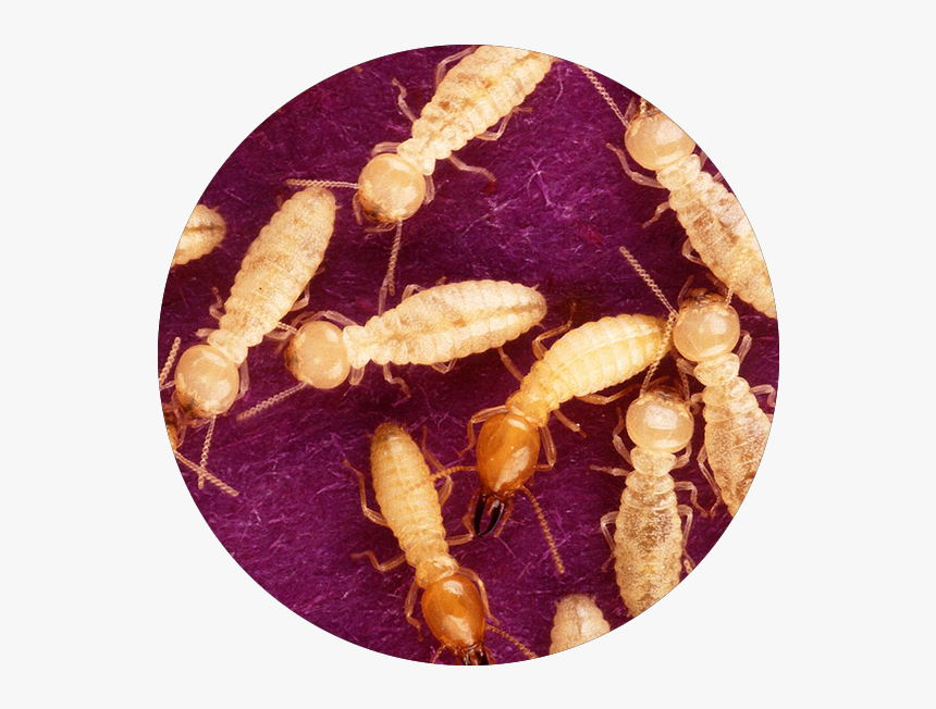 Termites, HD Png Download