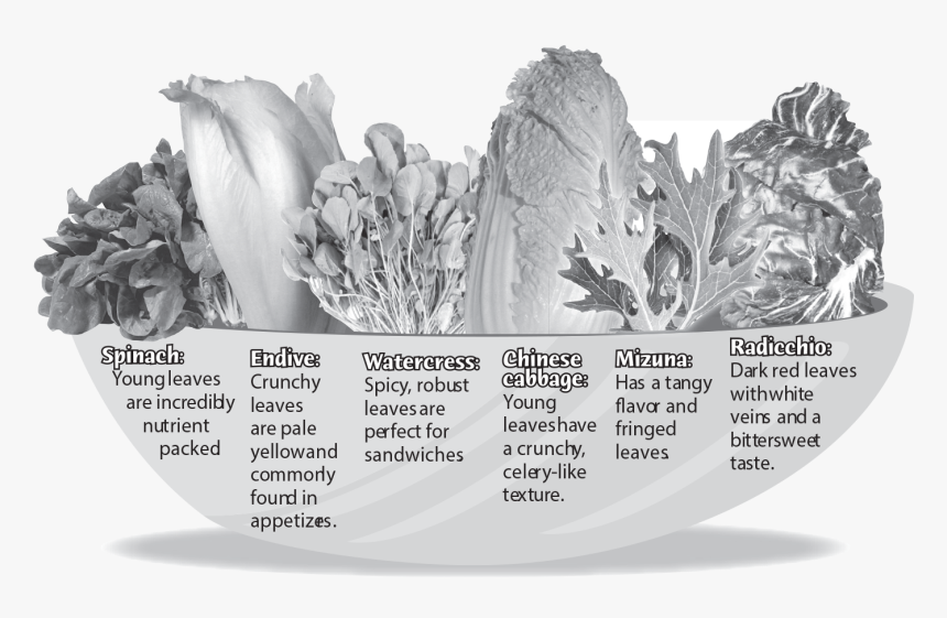 Endive, HD Png Download