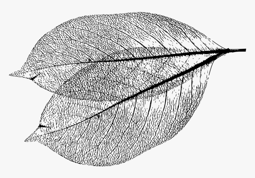 Morg Leaf Vector - Line Art, HD Png Download