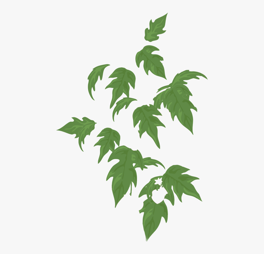 Swamp Maple, HD Png Download