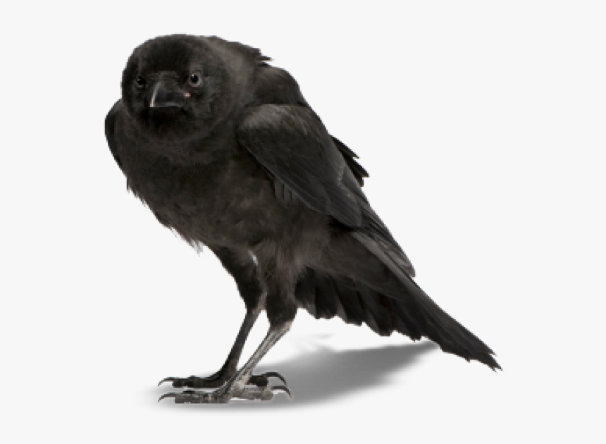 Crow Clipart Png - Crow On A White Background, Transparent Png