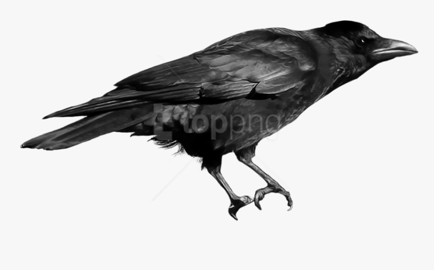 Download Crow Png Images Background - Crow Bird Png, Transparent Png
