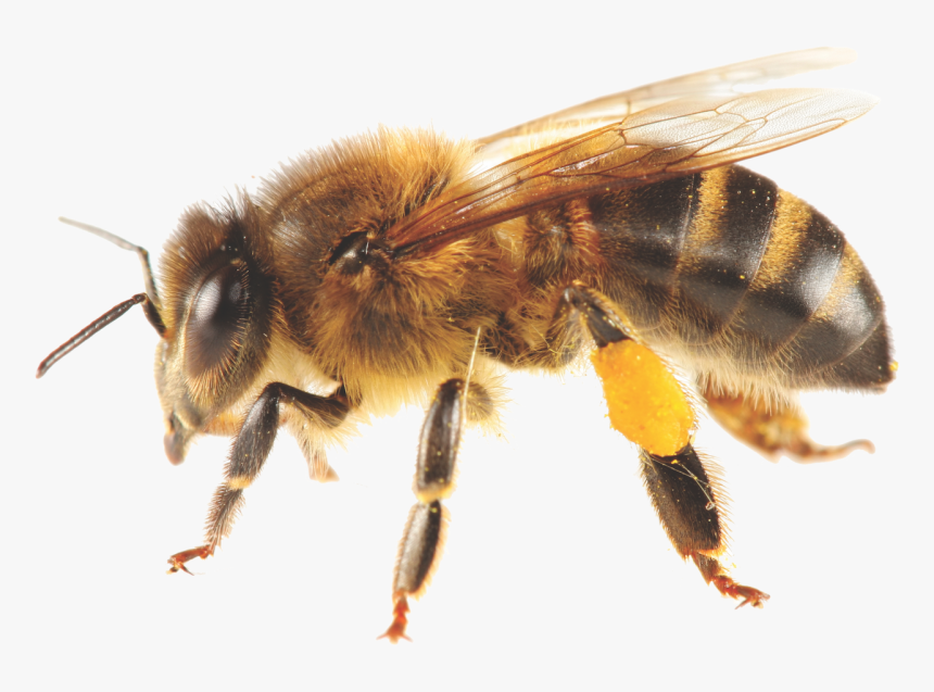 Bees Transparent Africanized - Honey Bee, HD Png Download