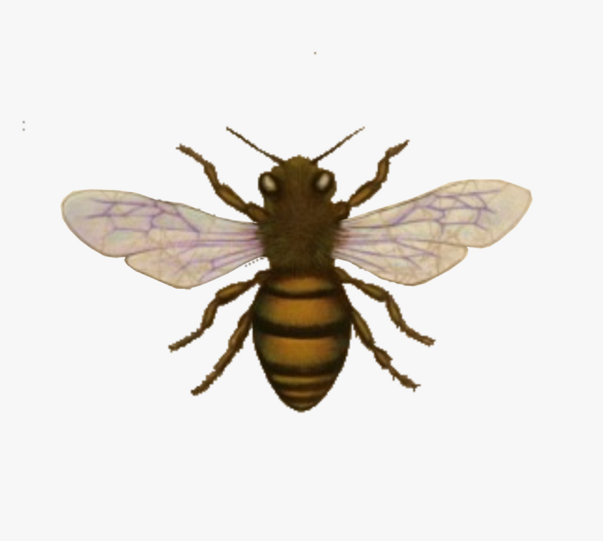Bee, Look The Nook Graphics And Images This Week Images - Honey Bee Silhouette, HD Png Download