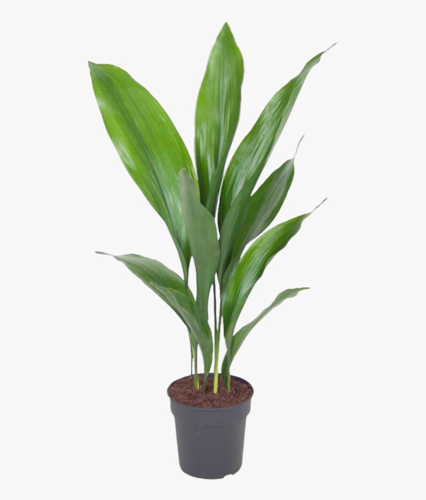 Aspidistra Elatior Big, HD Png Download