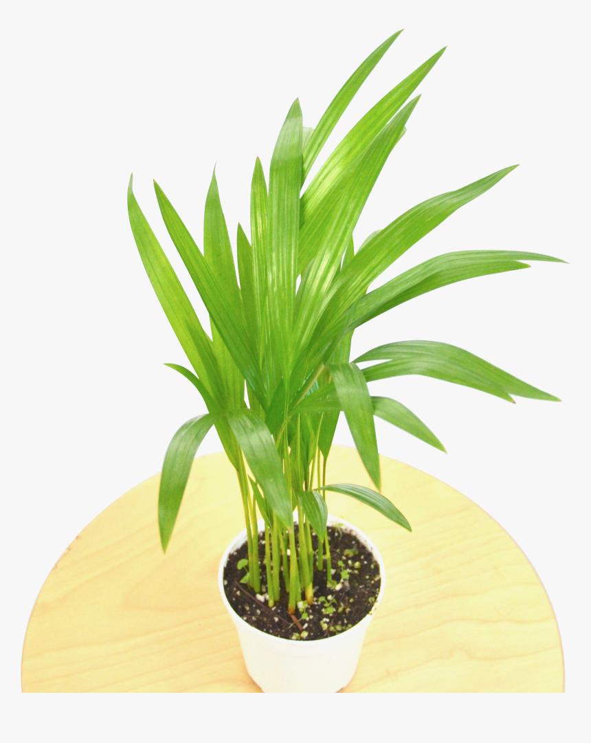 Flowerpot, HD Png Download