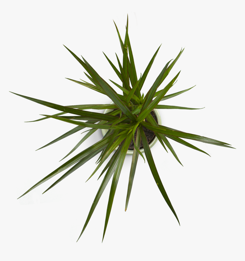 Plant 4 - Everlast Notebook, HD Png Download